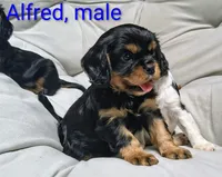 Alfred, a male Cavalier King Charles Spaniel for sale in Wadena, MN – 3 of 5