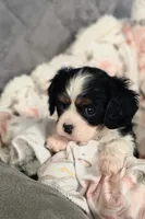 Lucy, a female Cavalier King Charles Spaniel for sale in Wadena, MN – 1 of 8