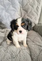 Snoopy, a male Cavalier King Charles Spaniel for sale in Wadena, MN – 2 of 8