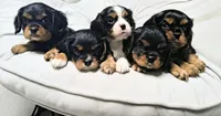 Alfonzo , a male Cavalier King Charles Spaniel for sale in Wadena, MN – 4 of 4