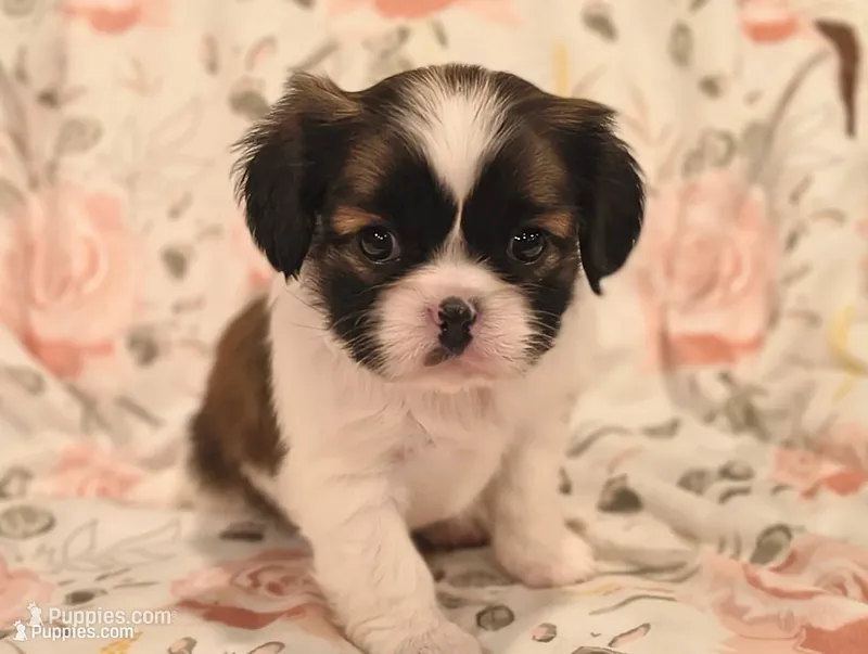 Willow  – Cavalier King Charles Spaniel, Shih Tzu puppy for sale in Wadena, MN