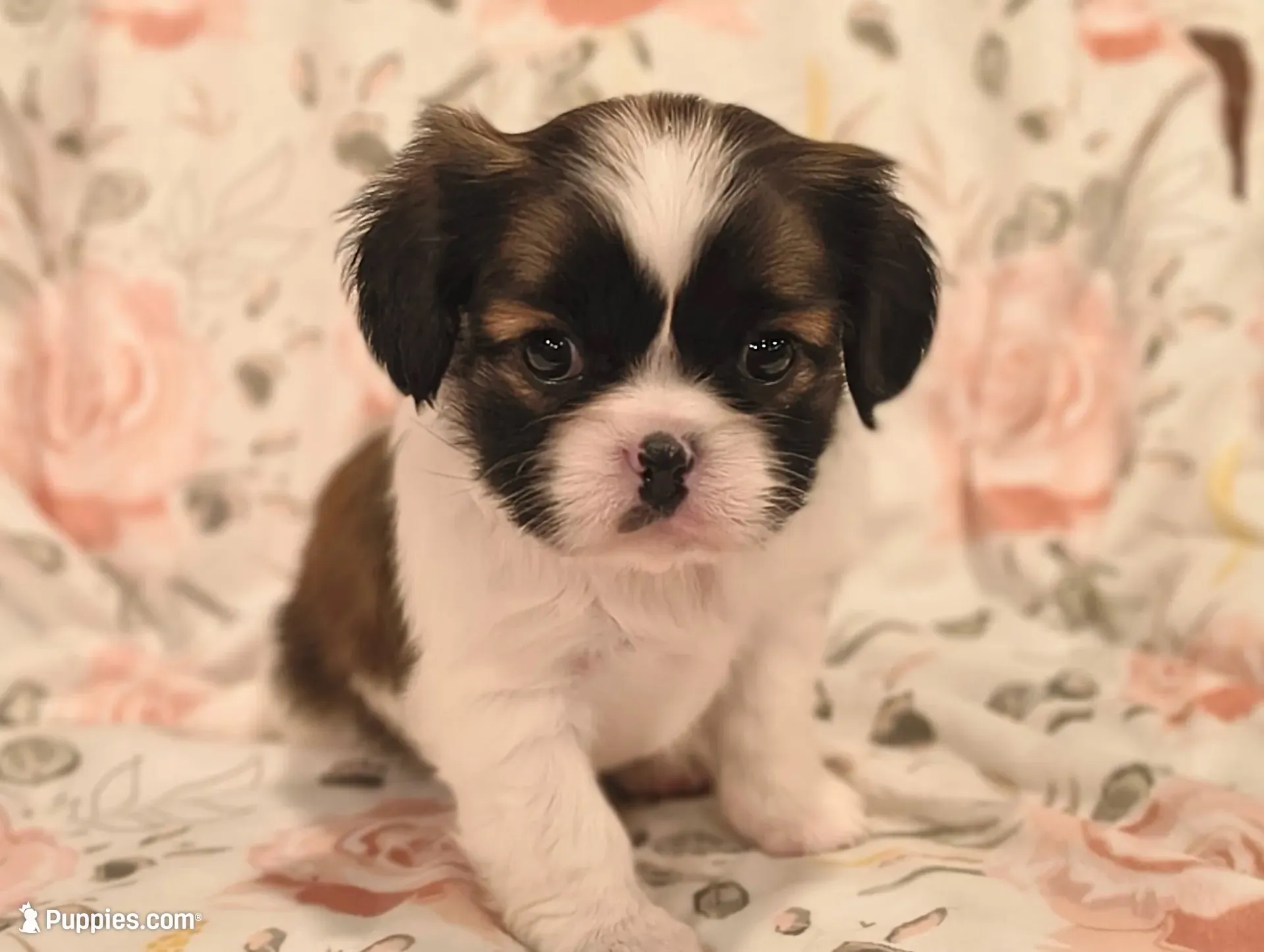 Willow , a male Cavalier King Charles Spaniel and Shih Tzu for sale in Wadena, MN – 1 of 3