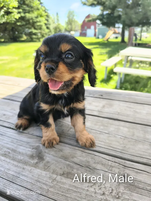 Albert – Cavalier King Charles Spaniel puppy for sale in Wadena, MN