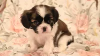 Willow , a male Cavalier King Charles Spaniel and Shih Tzu for sale in Wadena, MN – 2 of 3