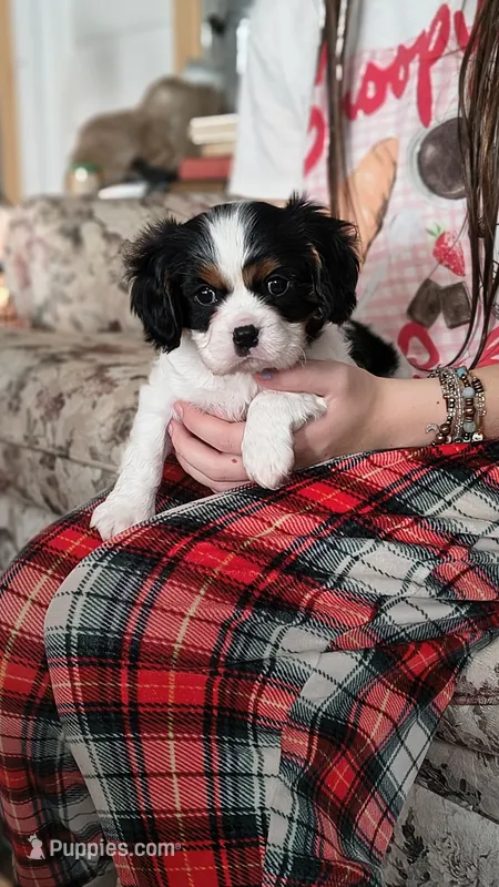 Snoopy – Cavalier King Charles Spaniel puppy for sale in Wadena, MN