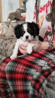 Snoopy, a male Cavalier King Charles Spaniel for sale in Wadena, MN – 4 of 8