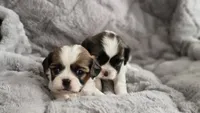Ozzy, a male Cavalier King Charles Spaniel and Shih Tzu for sale in Wadena, MN – 2 of 8