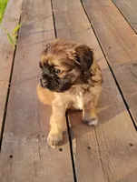 Bear, a male Cavalier King Charles Spaniel and Shih Tzu for sale in Wadena, MN – 2 of 8