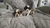 Ozzy, a male Cavalier King Charles Spaniel and Shih Tzu for sale in Wadena, MN – 3 of 8