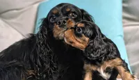 Albert, a male Cavalier King Charles Spaniel for sale in Wadena, MN – 3 of 6