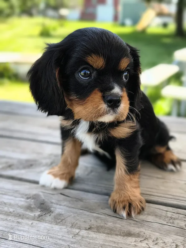 Alfonzo  – Cavalier King Charles Spaniel puppy for sale in Wadena, MN
