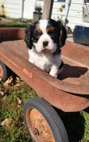 Snoopy, a male Cavalier King Charles Spaniel for sale in Wadena, MN – 3 of 8
