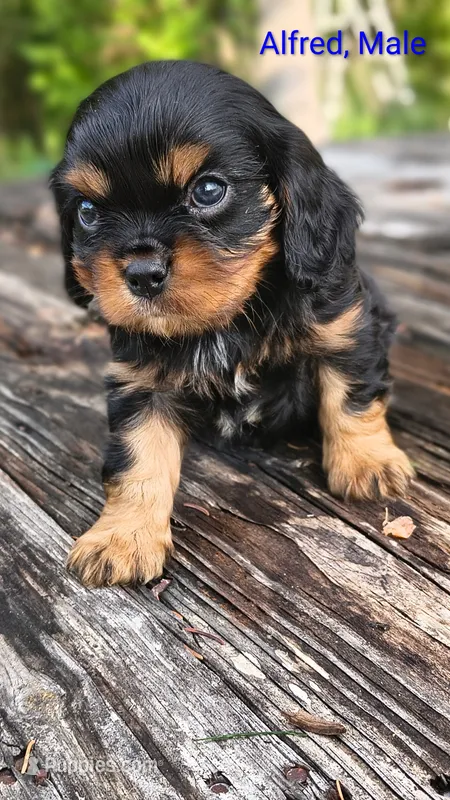 Alfred – Cavalier King Charles Spaniel puppy for sale in Wadena, MN