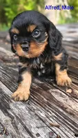 Alfred, a male Cavalier King Charles Spaniel for sale in Wadena, MN – 1 of 5