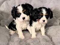 Lucy, a female Cavalier King Charles Spaniel for sale in Wadena, MN – 2 of 8