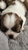 Ozzy, a male Cavalier King Charles Spaniel and Shih Tzu for sale in Wadena, MN – 4 of 8