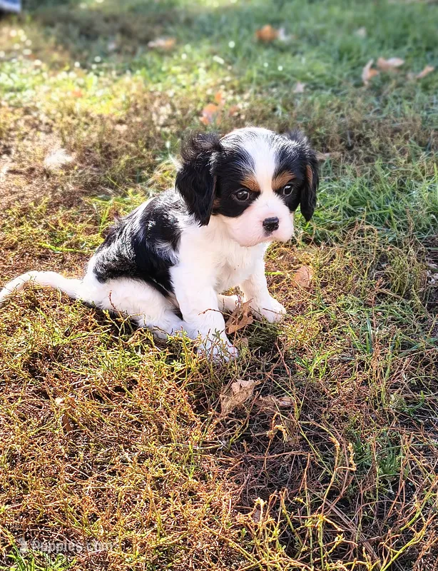 Snoopy – Cavalier King Charles Spaniel puppy for sale in Wadena, MN
