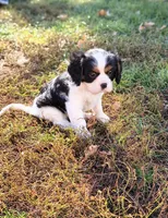 Snoopy, a male Cavalier King Charles Spaniel for sale in Wadena, MN – 1 of 8