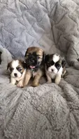 Bear, a male Cavalier King Charles Spaniel and Shih Tzu for sale in Wadena, MN – 6 of 8