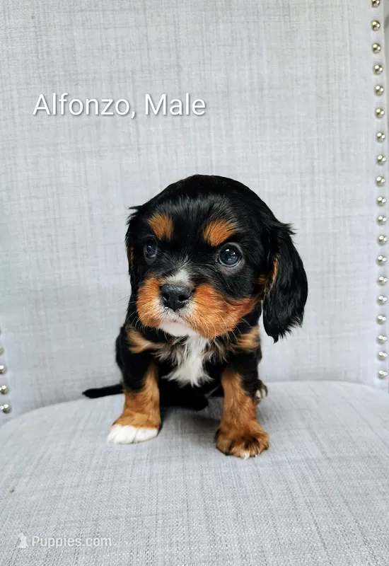Alfonzo  – Cavalier King Charles Spaniel puppy for sale in Wadena, MN