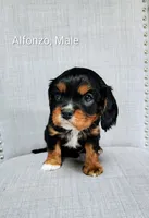 Alfonzo , a male Cavalier King Charles Spaniel for sale in Wadena, MN – 1 of 4