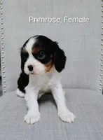 Primrose , a female Cavalier King Charles Spaniel for sale in Wadena, MN – 2 of 5