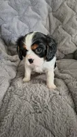 Snoopy, a male Cavalier King Charles Spaniel for sale in Wadena, MN – 5 of 8