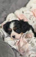 Lucy, a female Cavalier King Charles Spaniel for sale in Wadena, MN – 6 of 8