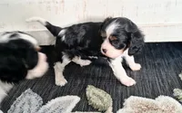 Lucy, a female Cavalier King Charles Spaniel for sale in Wadena, MN – 5 of 8