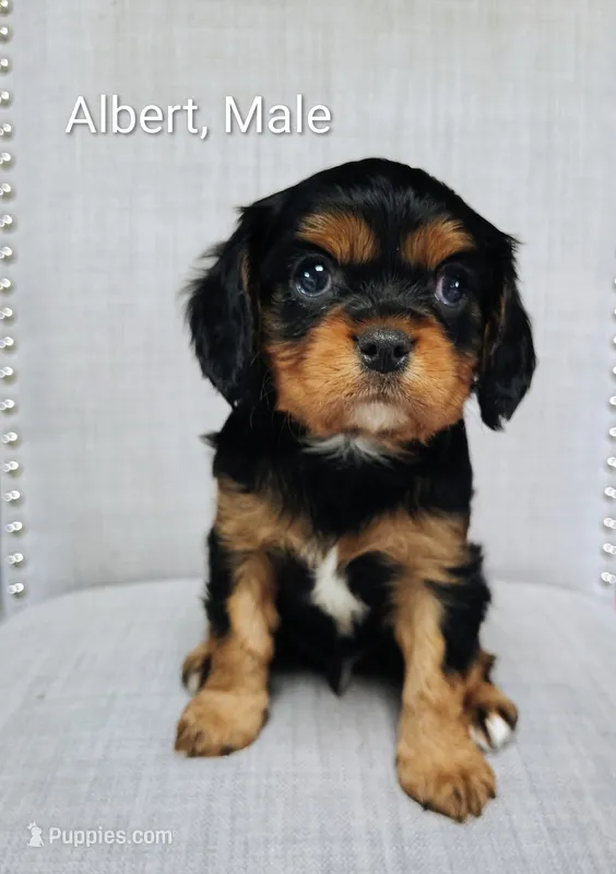 Albert – Cavalier King Charles Spaniel puppy for sale in Wadena, MN