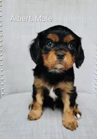 Albert, a male Cavalier King Charles Spaniel for sale in Wadena, MN – 1 of 6
