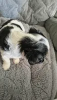 Snoopy, a male Cavalier King Charles Spaniel for sale in Wadena, MN – 6 of 8