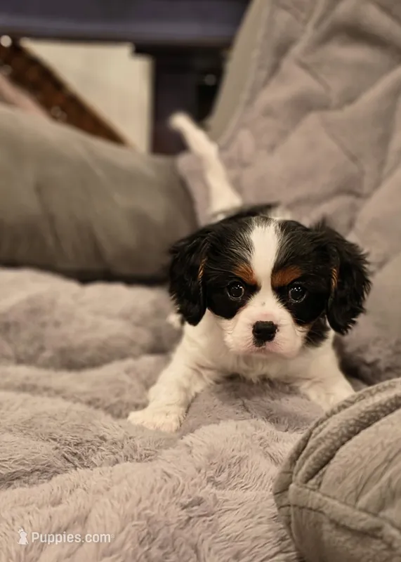 Snoopy – Cavalier King Charles Spaniel puppy for sale in Wadena, MN