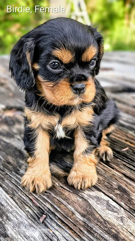 Birdie – Cavalier King Charles Spaniel puppy for sale in Wadena, MN
