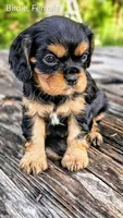 Birdie, a female Cavalier King Charles Spaniel for sale in Wadena, MN – 1 of 3