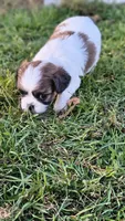 Ozzy, a male Cavalier King Charles Spaniel and Shih Tzu for sale in Wadena, MN – 6 of 8