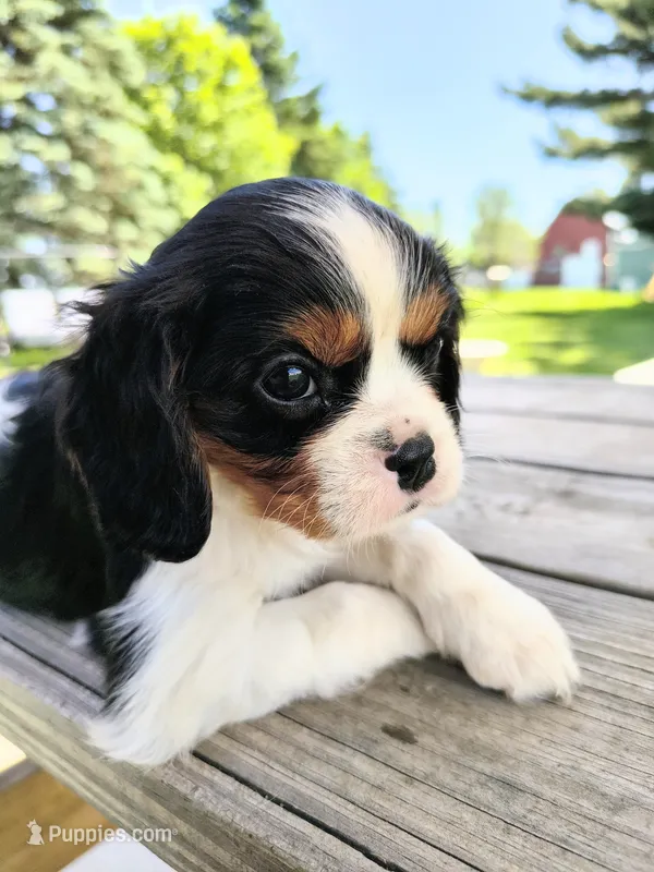 Primrose  – Cavalier King Charles Spaniel puppy for sale in Wadena, MN