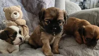 Bear, a male Cavalier King Charles Spaniel and Shih Tzu for sale in Wadena, MN – 8 of 8