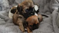 Bear, a male Cavalier King Charles Spaniel and Shih Tzu for sale in Wadena, MN – 4 of 8