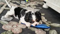 Snoopy, a male Cavalier King Charles Spaniel for sale in Wadena, MN – 7 of 8