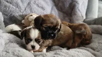 Bear, a male Cavalier King Charles Spaniel and Shih Tzu for sale in Wadena, MN – 3 of 8