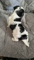 Snoopy, a male Cavalier King Charles Spaniel for sale in Wadena, MN – 8 of 8