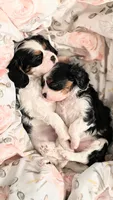 Lucy, a female Cavalier King Charles Spaniel for sale in Wadena, MN – 4 of 8