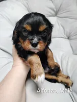 Alfonzo , a male Cavalier King Charles Spaniel for sale in Wadena, MN – 2 of 4