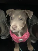 Princess , a female American Pit Bull Terrier for sale in Germantown, TN – Photo 1 of 2