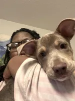 Princess , a female American Pit Bull Terrier for sale in Germantown, TN – Photo 2 of 2