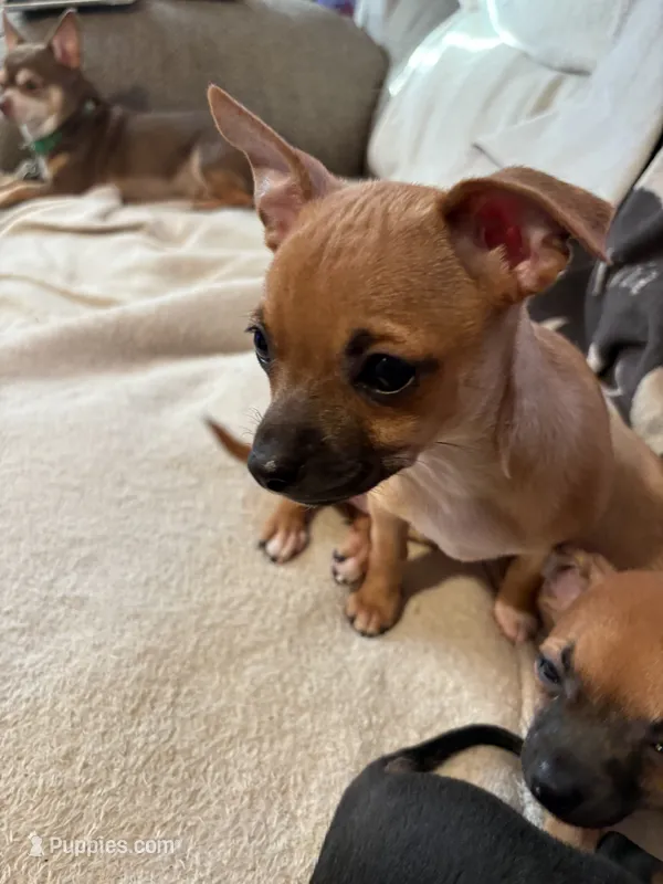 Chunk  – Chihuahua puppy for sale in Hopewell, VA