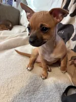 Susie, a female Chihuahua for sale in Hopewell, VA – 3 of 8
