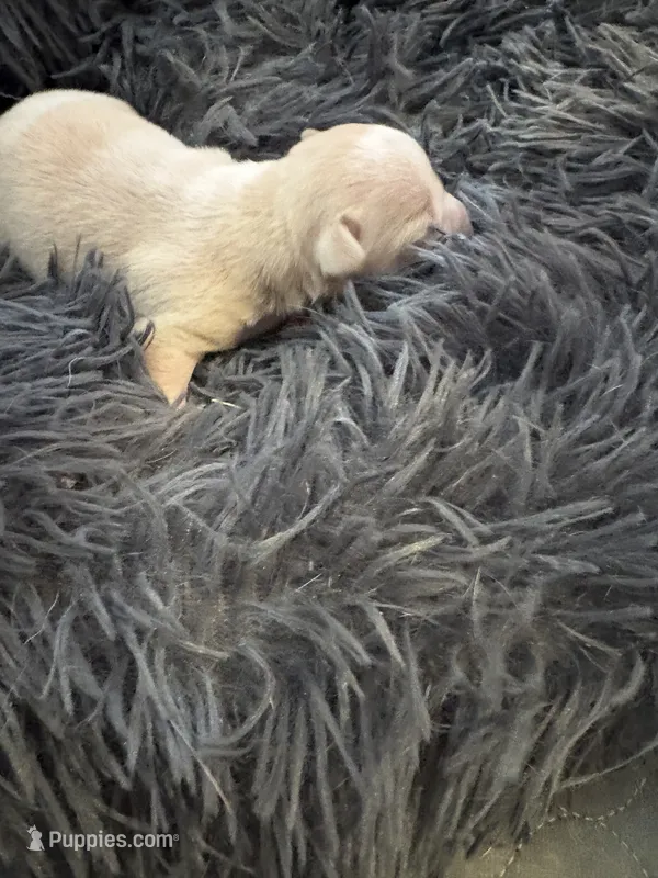 Puppy 2 – Chihuahua puppy for sale in Hopewell, VA