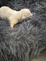 Puppy 2, a female Chihuahua for sale in Hopewell, VA – 1 of 1